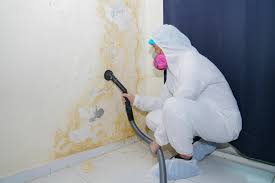 Best Black Mold Removal  in Butler, NJ